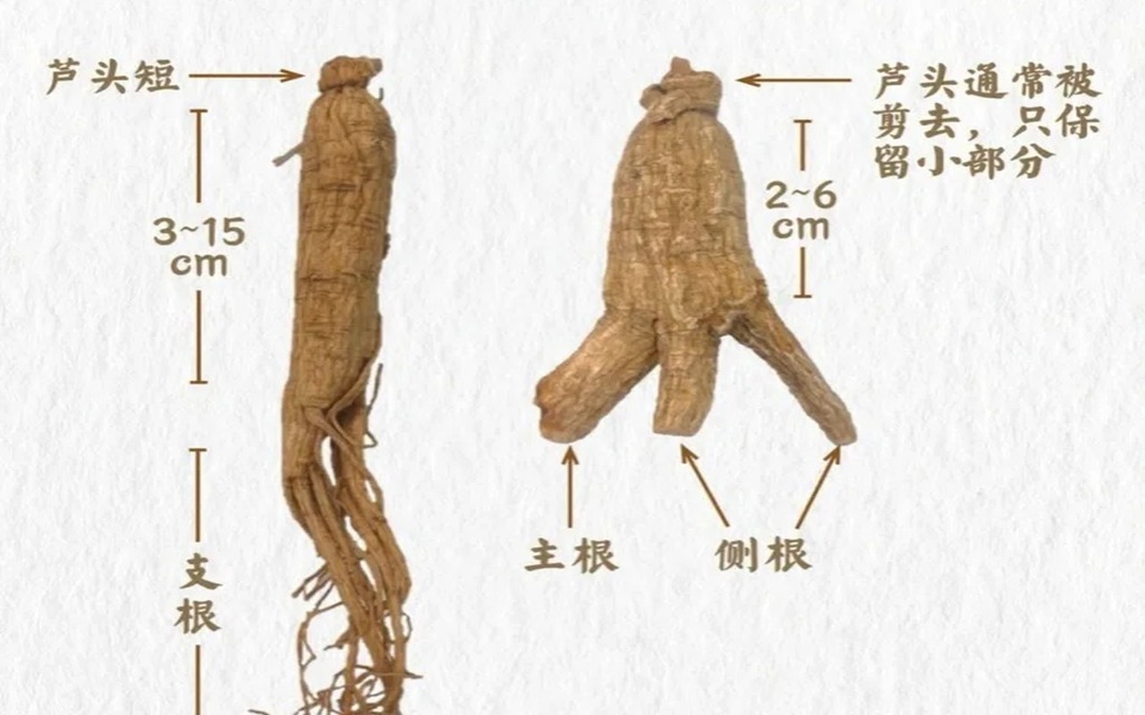 西洋参 vs 人参：到底有什么区别？